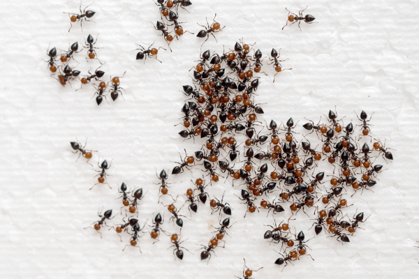 Ants Pest Control