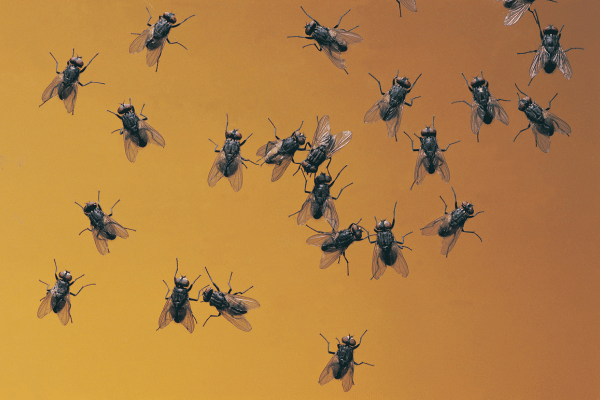 Flies Pest Control